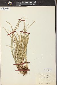 Carex pedunculata image