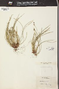 Carex pedunculata image