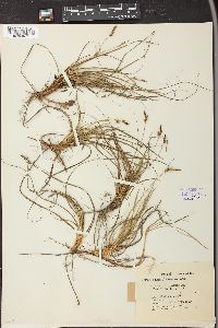 Carex pennsylvanica image