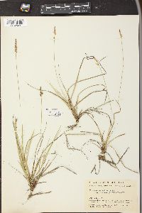 Carex pensylvanica var. lucorum image