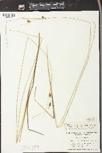 Carex oligosperma image