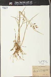 Carex paupercula image