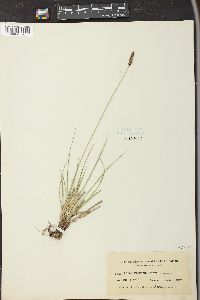 Carex parryana image