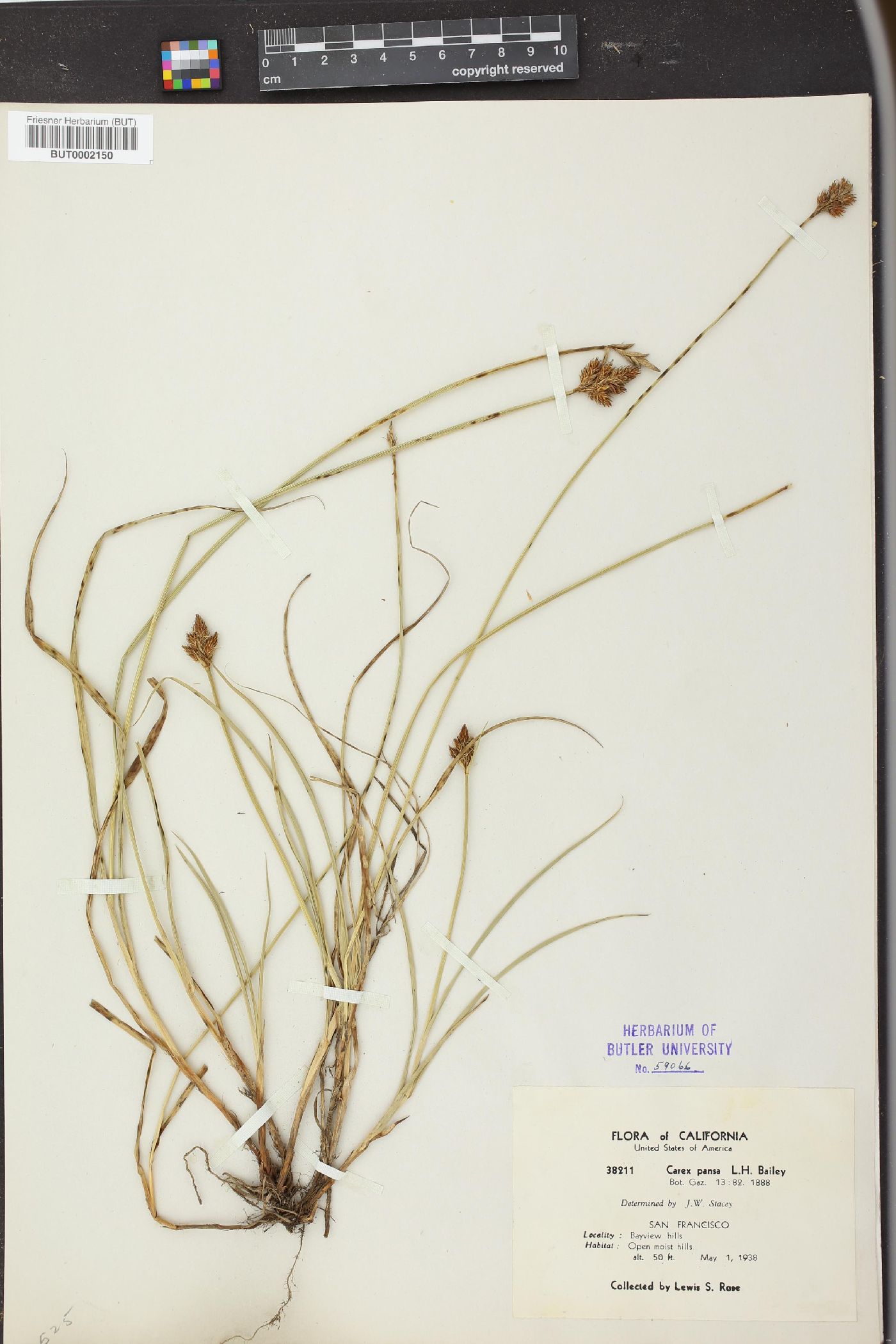 Carex pansa image