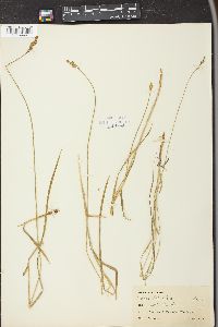 Carex leporina image