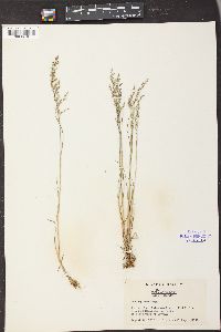 Poa glauca subsp. rupicola image