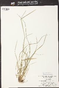 Poa saltuensis image