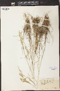 Poa secunda subsp. secunda image