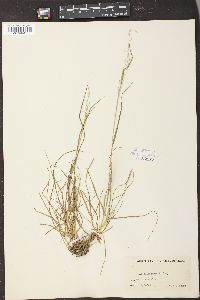 Poa sylvestris image