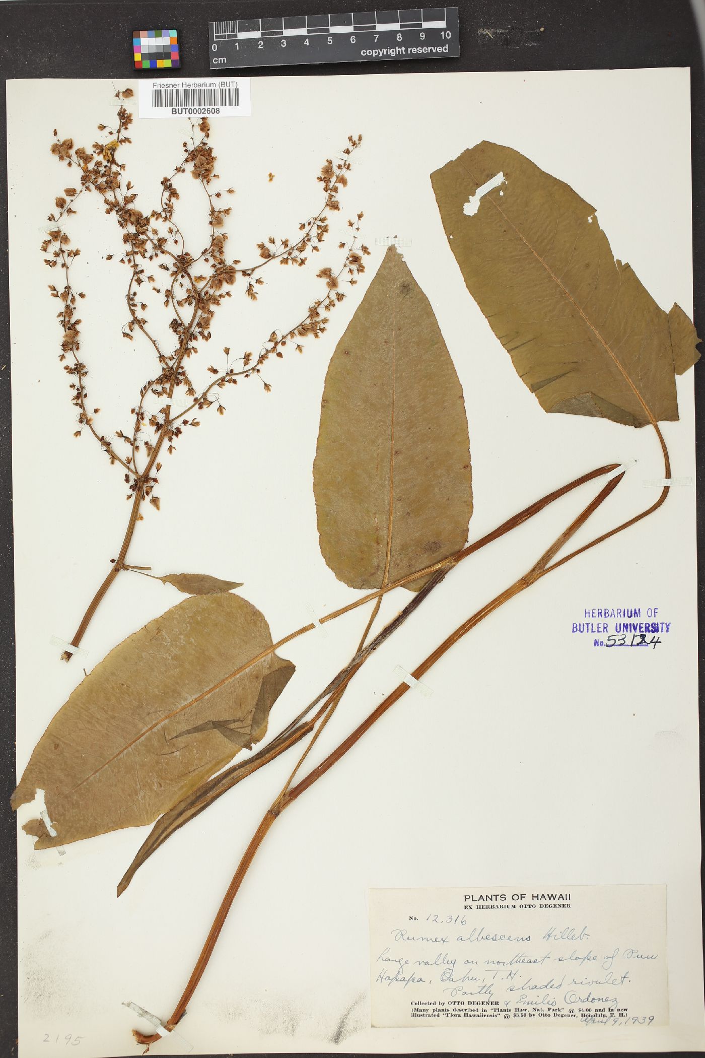 Rumex albescens image