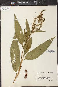 Rumex altissimus image