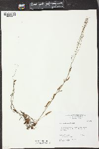 Rumex chrysocarpus image