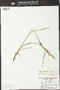 Carex scabrata image