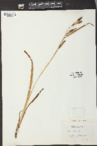 Carex scabrata image