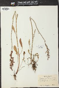 Rumex hastatulus image