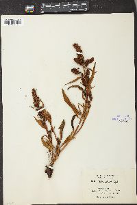 Rumex salicifolius var. denticulatus image