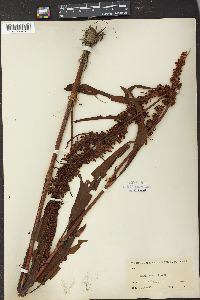 Rumex verticillatus image