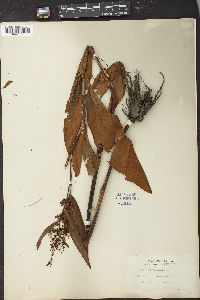 Rumex verticillatus image