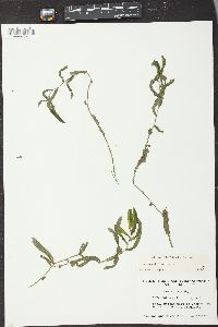 Potamogeton crispus image