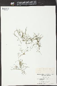 Potamogeton foliosus subsp. fibrillosus image