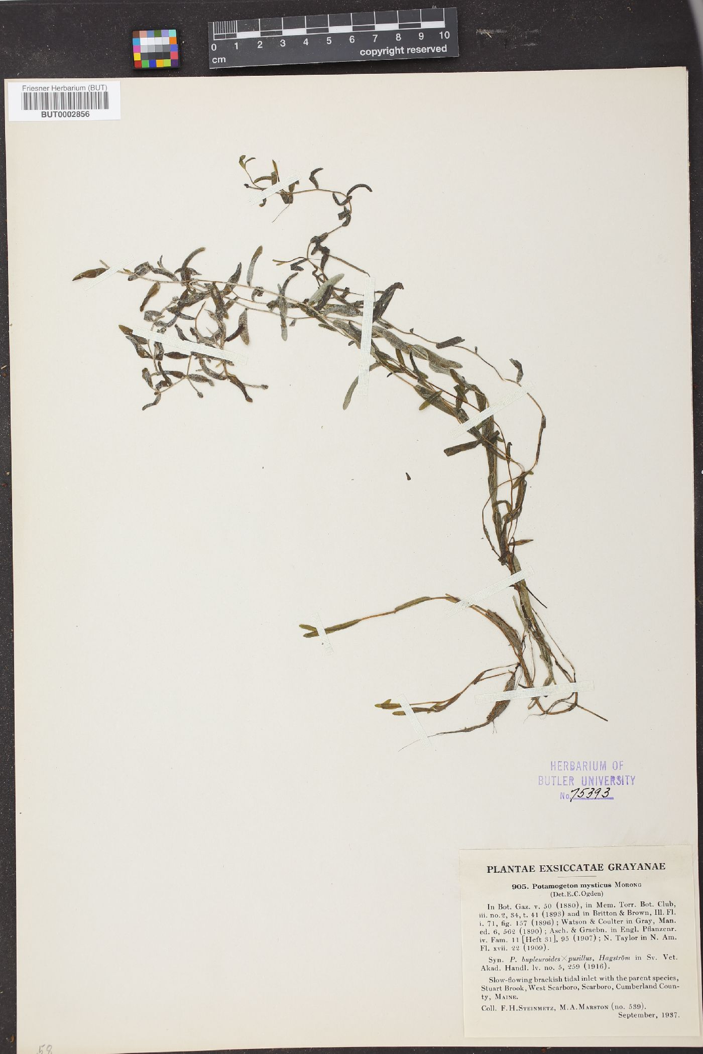 Potamogeton mysticus image