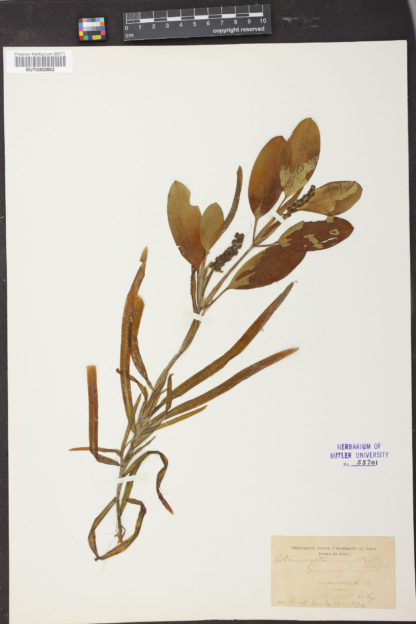 Potamogeton nuttallii image