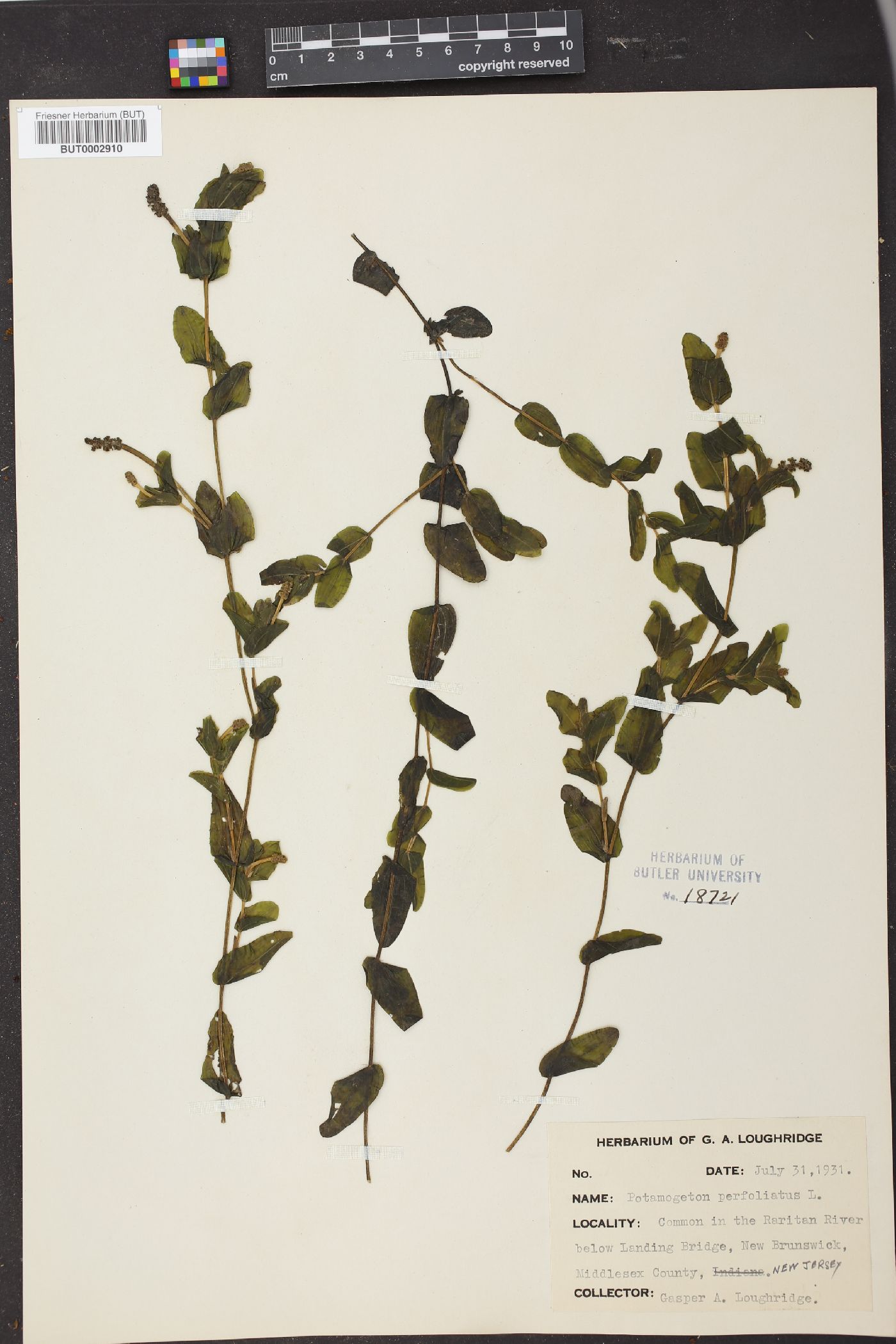 Potamogeton perfoliatus image
