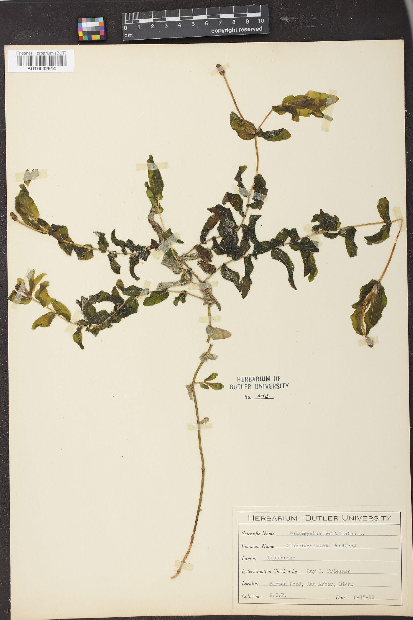 Potamogeton perfoliatus image