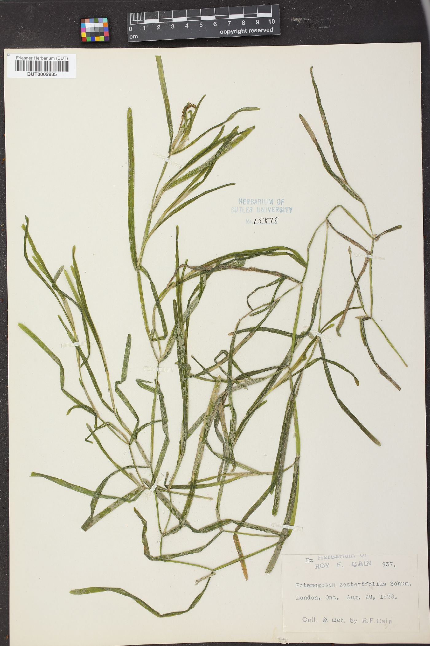 Potamogeton zosterifolius image