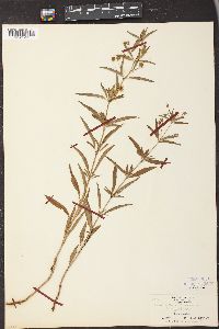 Lysimachia lanceolata image