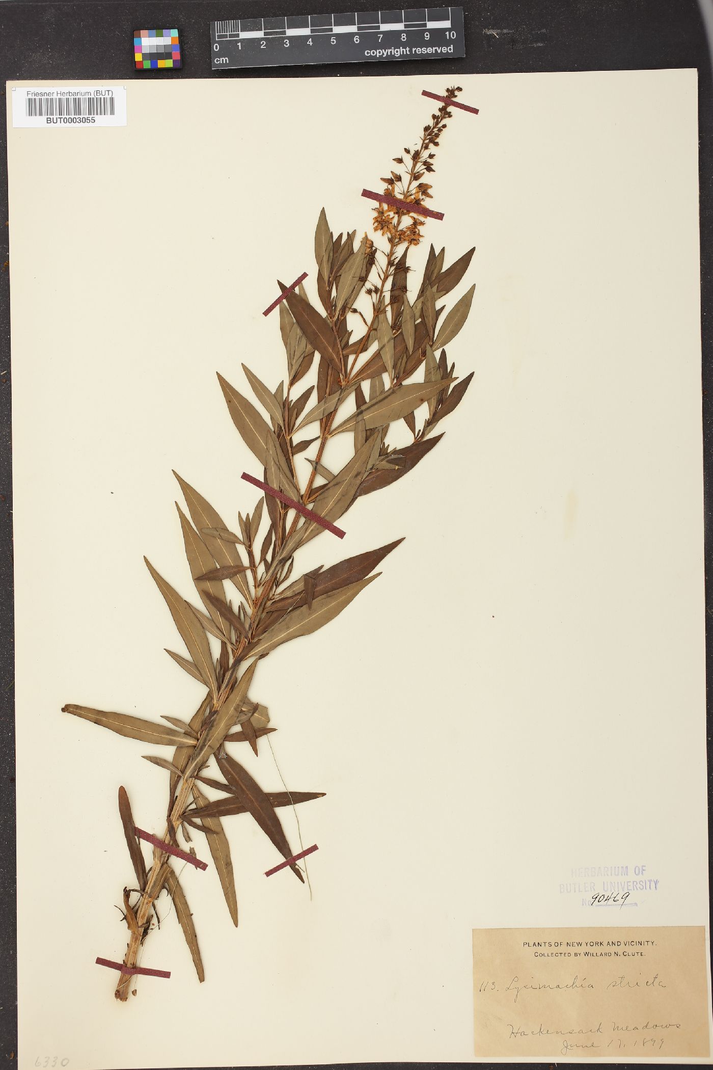 Lysimachia stricta image