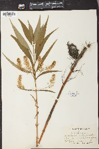 Lysimachia thyrsiflora image