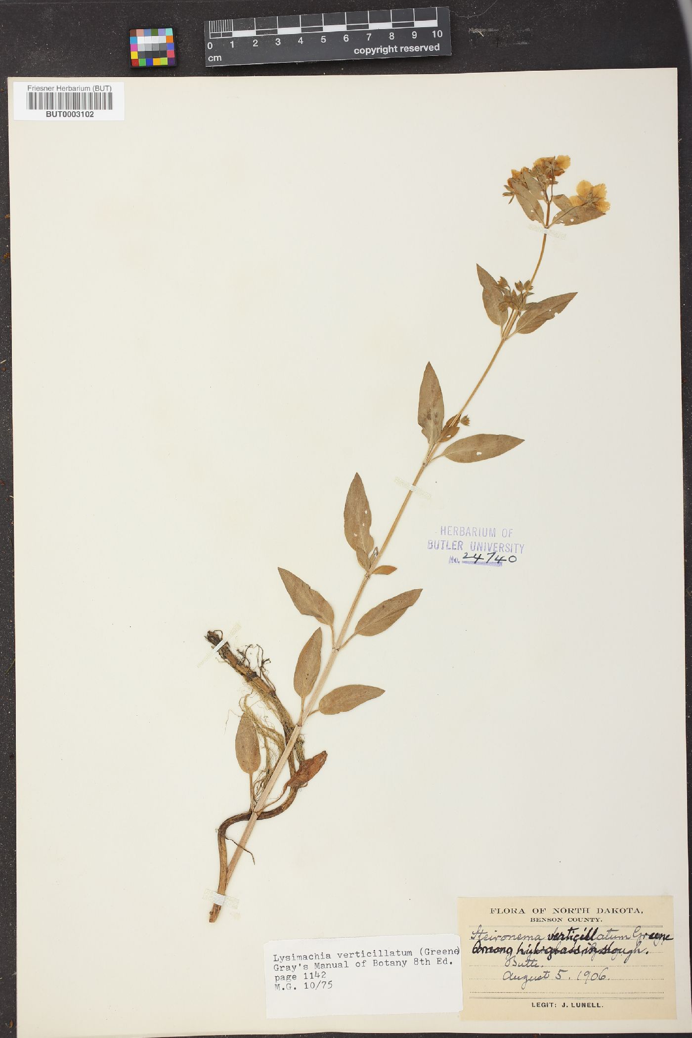 Lysimachia verticillata image