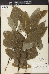 Salix astatulana image