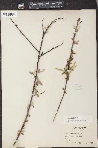 Salix caroliniana image