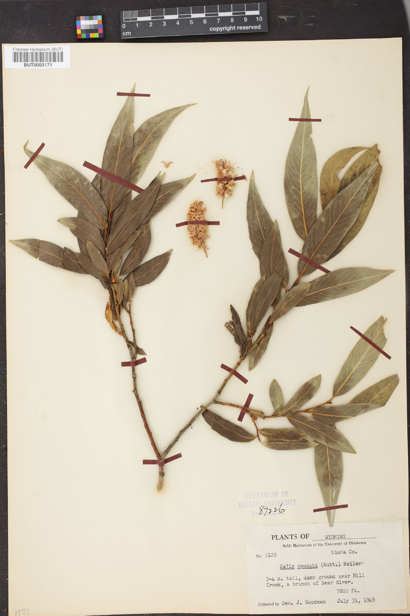 Salix lucida subsp. caudata image