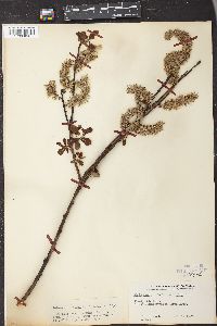 Salix discolor var. overi image