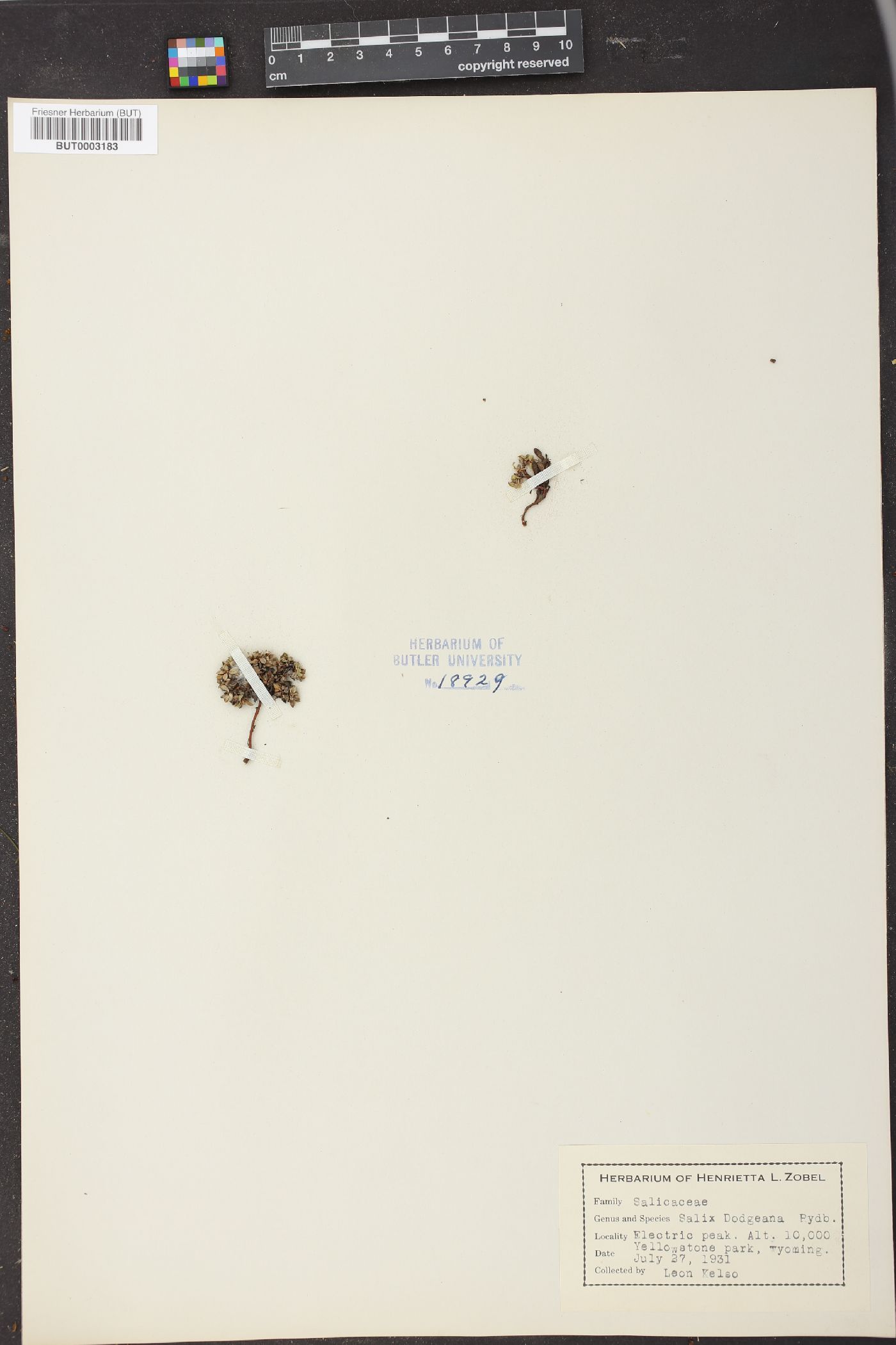 Salix dodgeana image