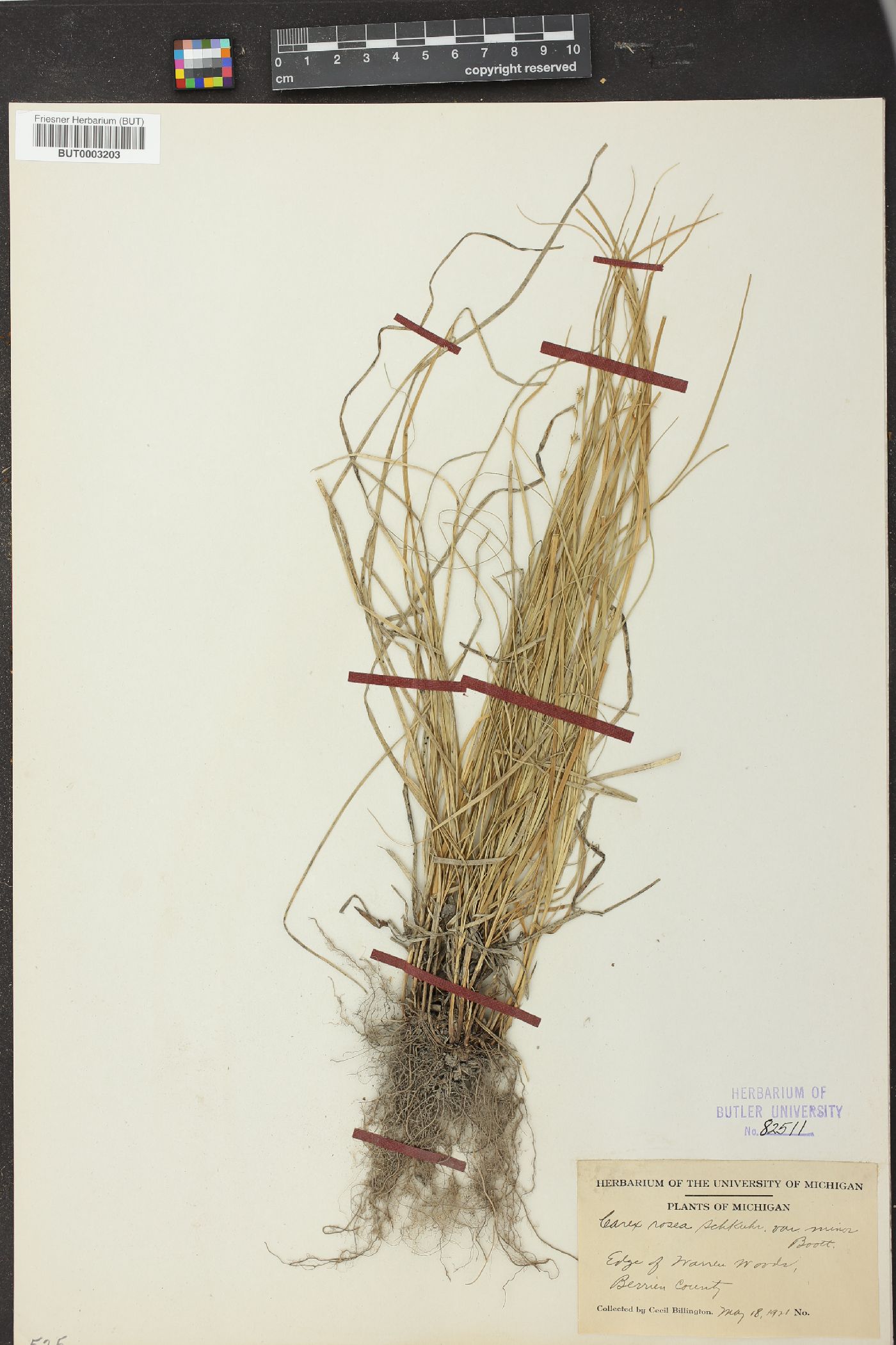 Carex rosea var. minor image