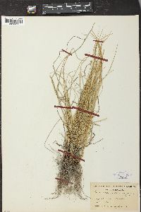 Carex rosea var. minor image