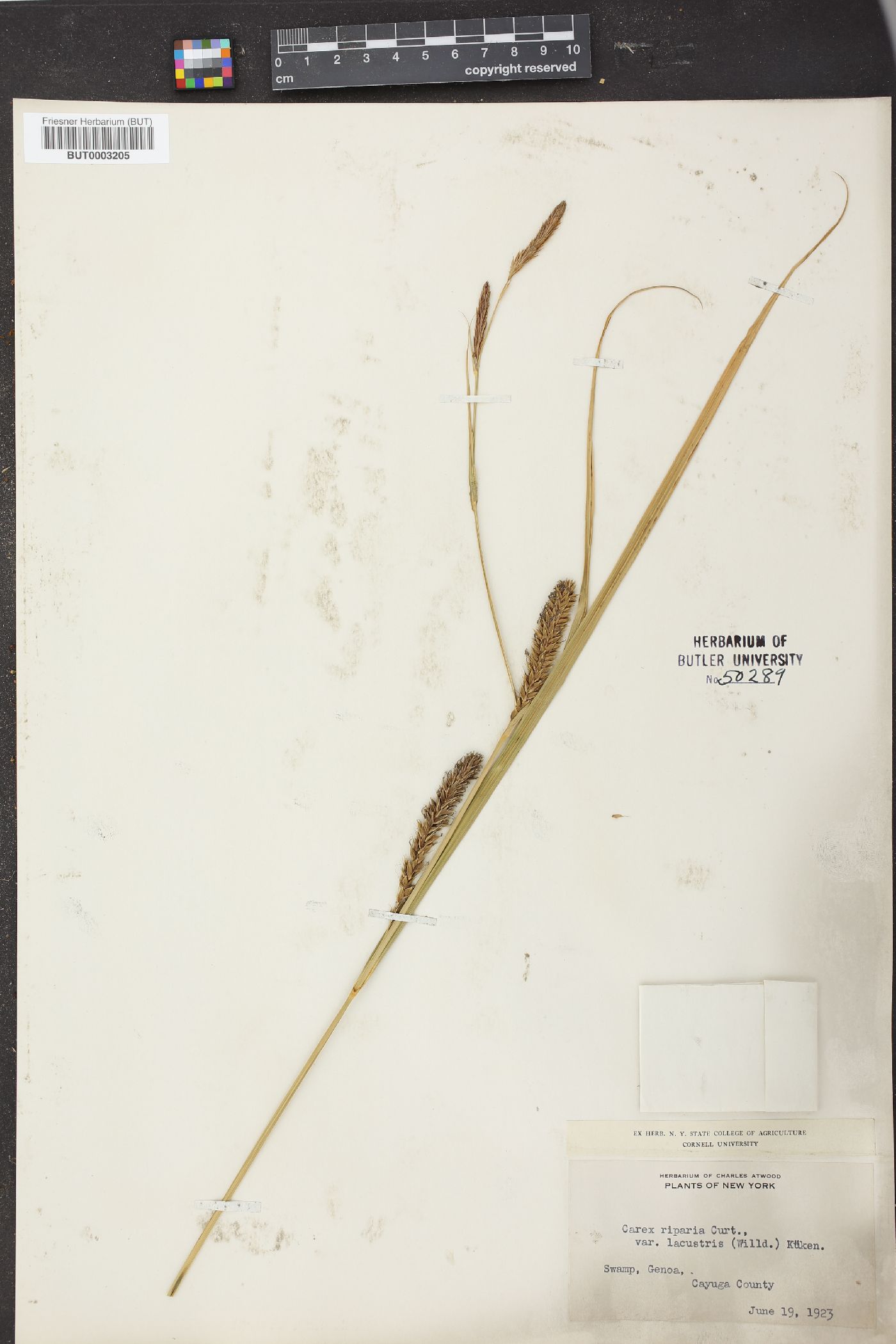 Carex riparia var. lacustris image