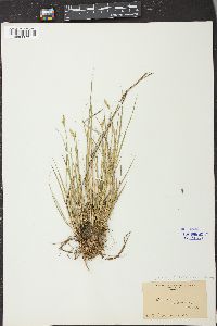 Carex straminea image