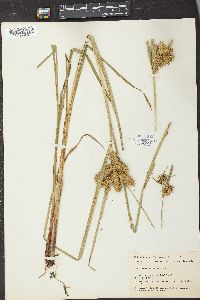 Carex retrorsa image