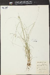 Carex texensis image