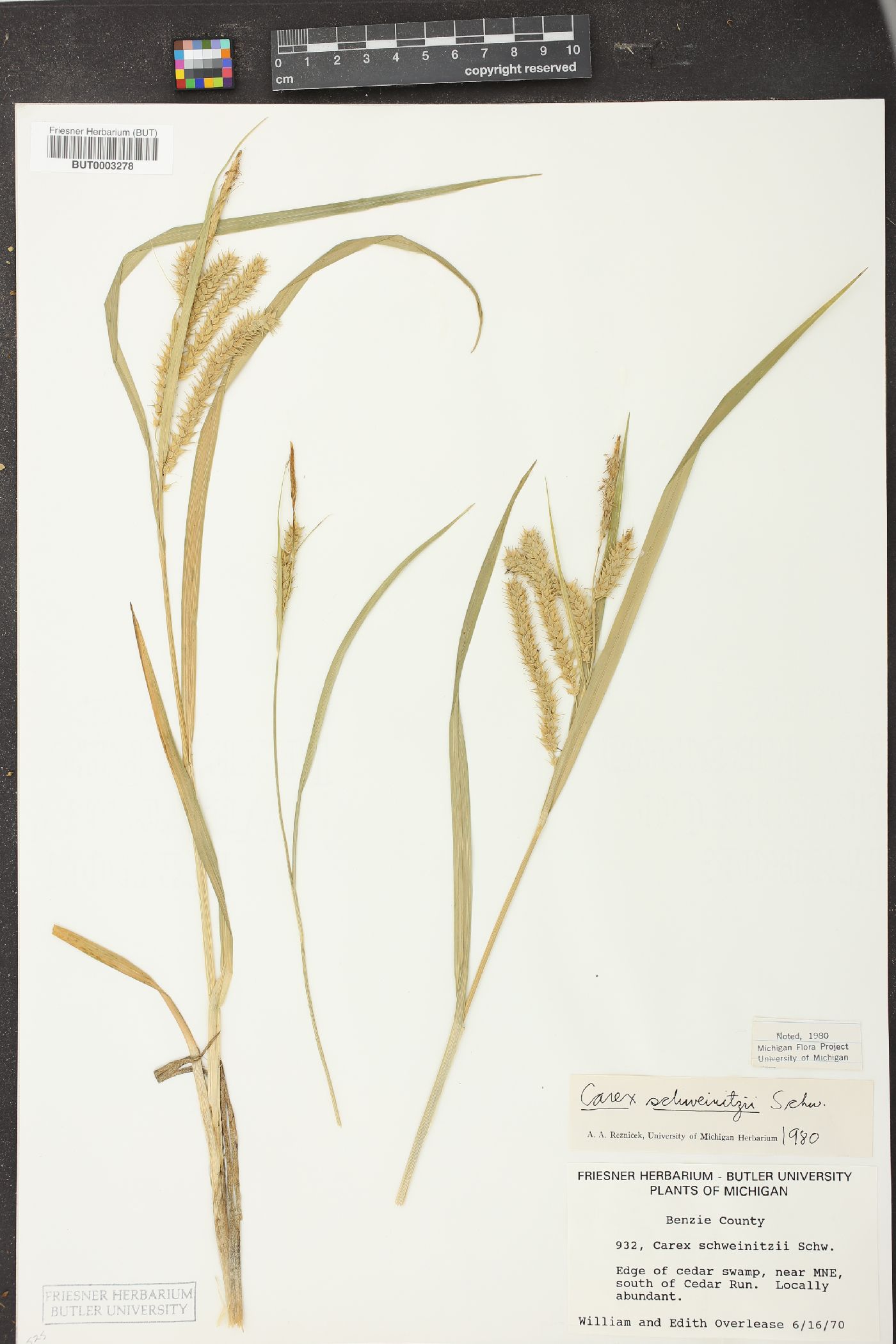 Carex schweinitzii image