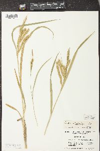 Carex schweinitzii image