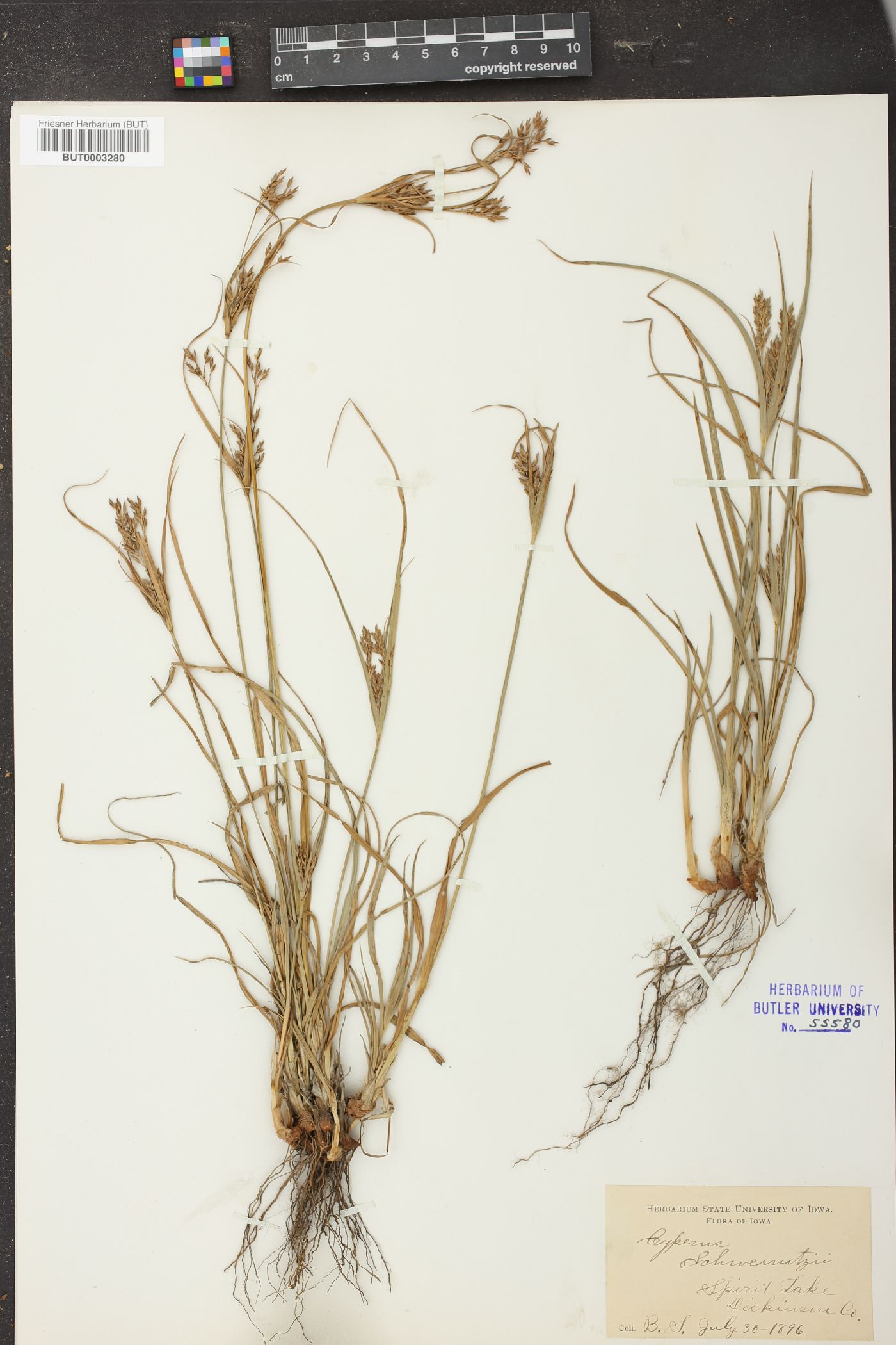 Carex schweinitzii image
