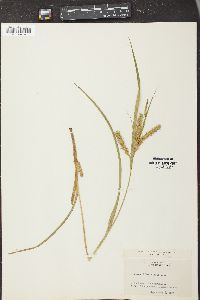 Carex schweinitzii image