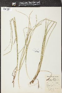 Carex ruthii image