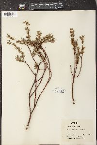 Salix geyeriana image